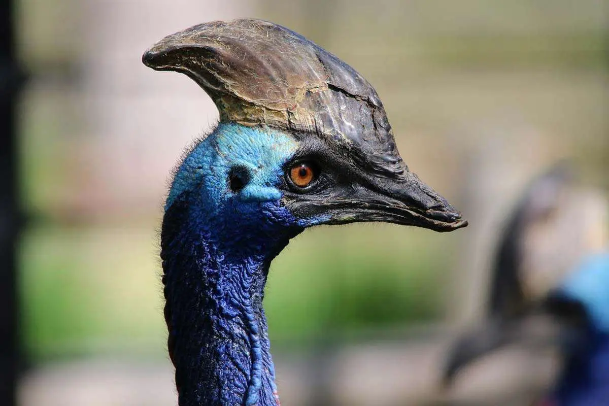 The Cassowary Bird