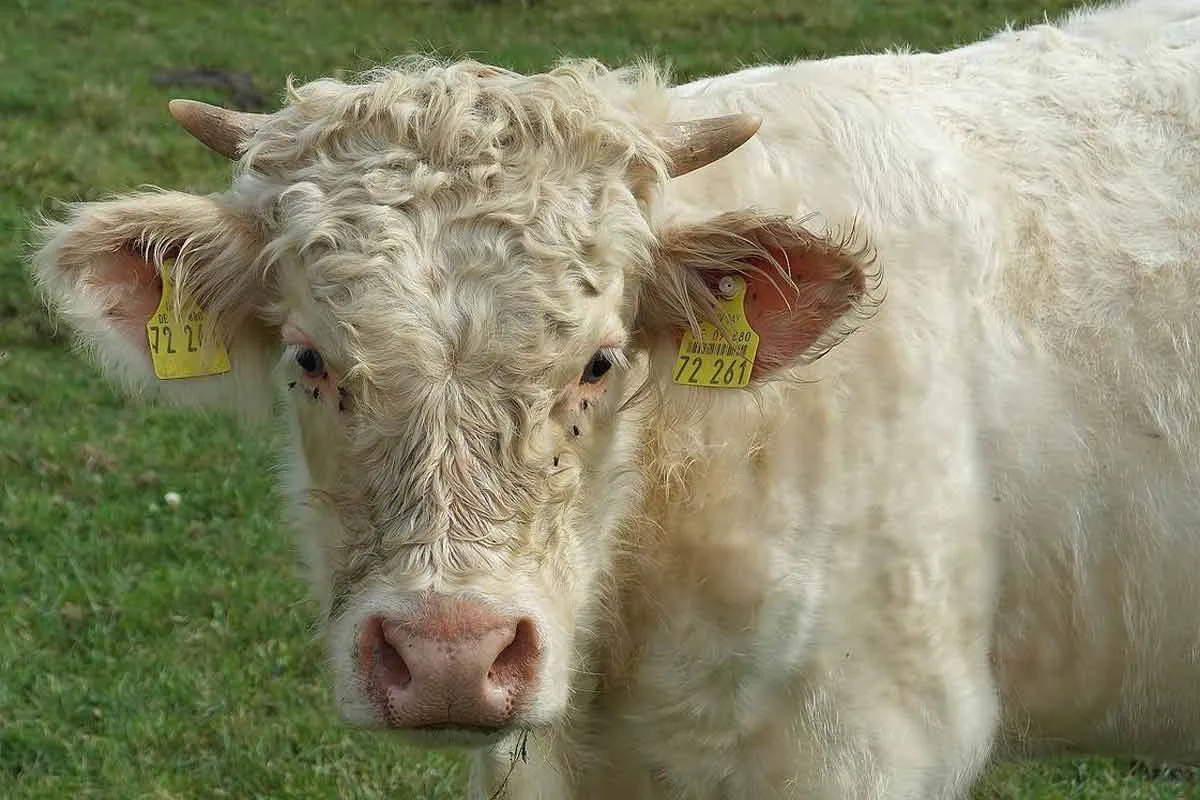 Charolais