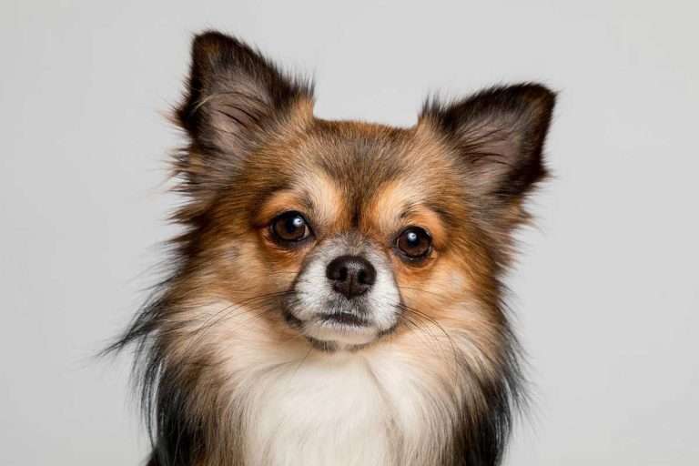 Chihuahua Environment Buddy