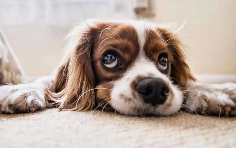 Cocker spaniel - Types of spaniel breeds