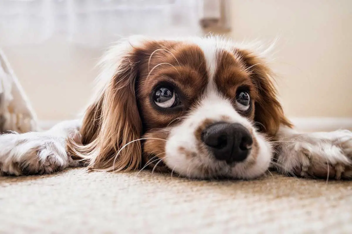 Spaniel Breeds Perfect For House Pets