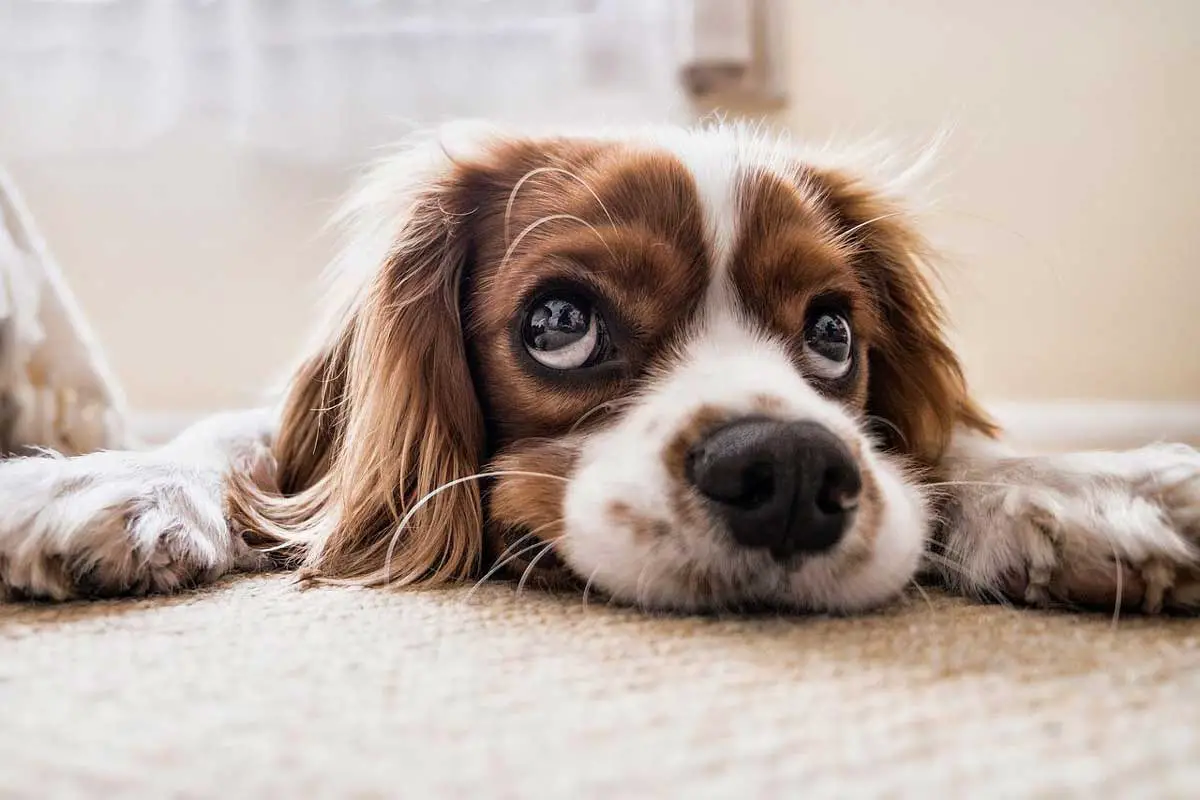 Cocker spaniel - Types of spaniel breeds