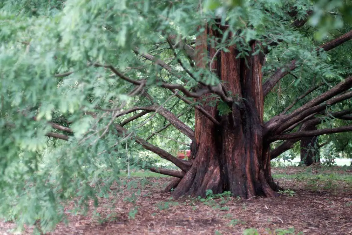 Dawn Redwood