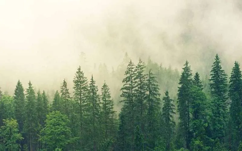 Lush Green Forest