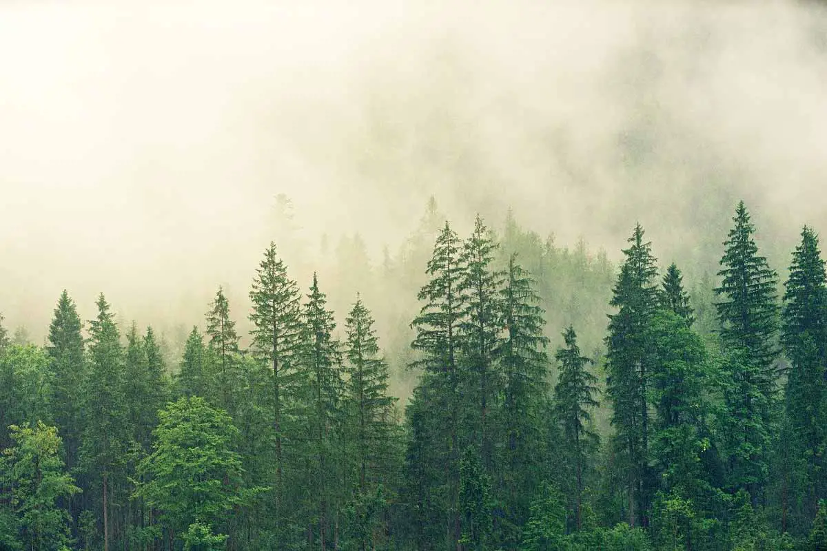 Lush Green Forest