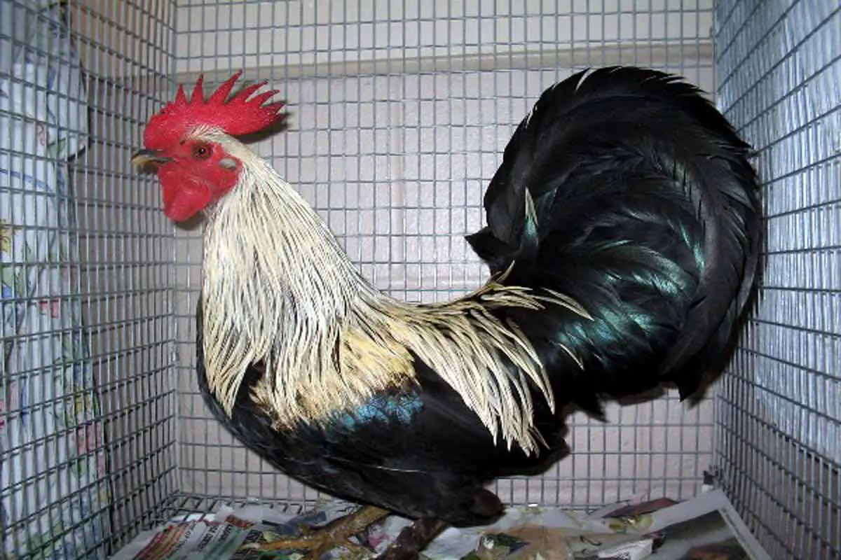 Dutch bantam type of chicken