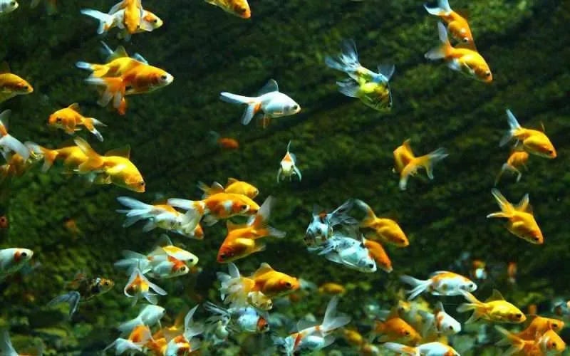 School of Fish