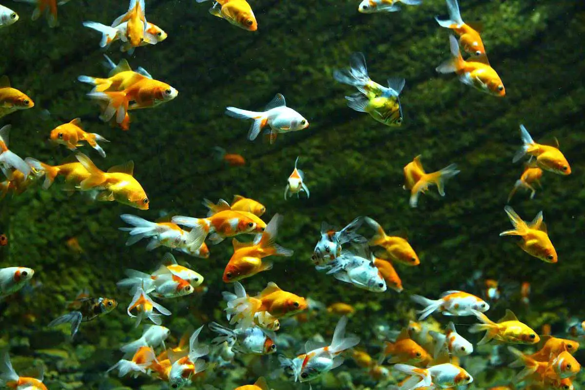 School of Fish