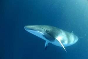 Fin Whale