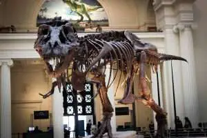 Fossilized Remains of Dinosaur in a Museum