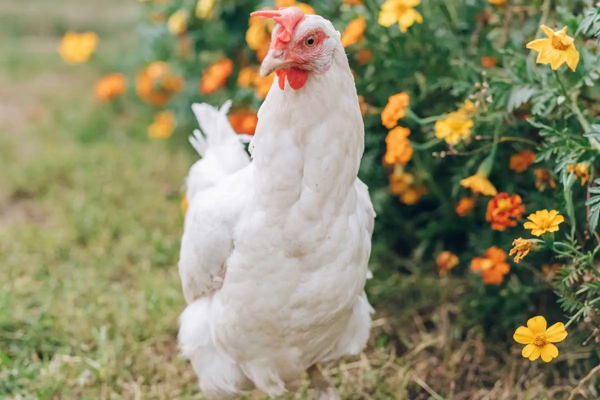 Gallina di Saluzzo