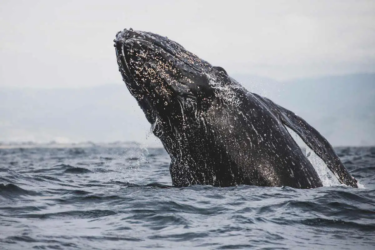 Gray Whale