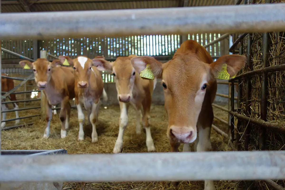 Guernsey Cattle