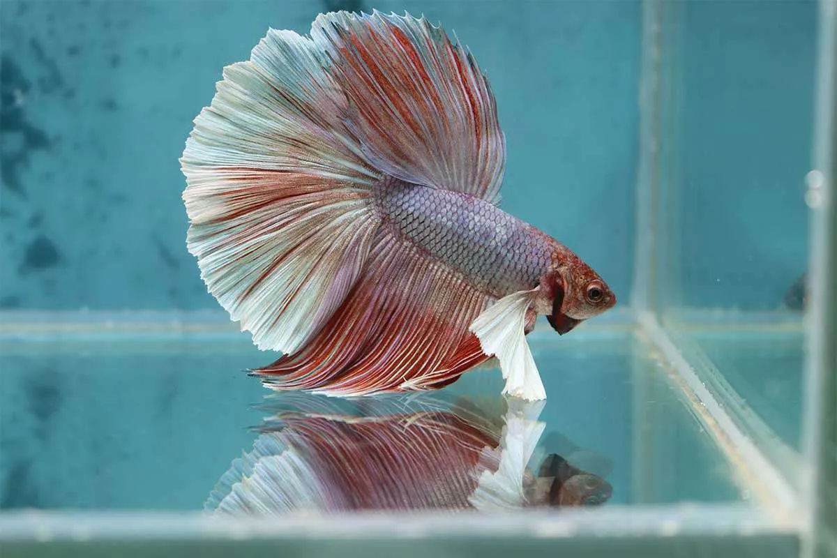 Fighter fish with beatiful colors