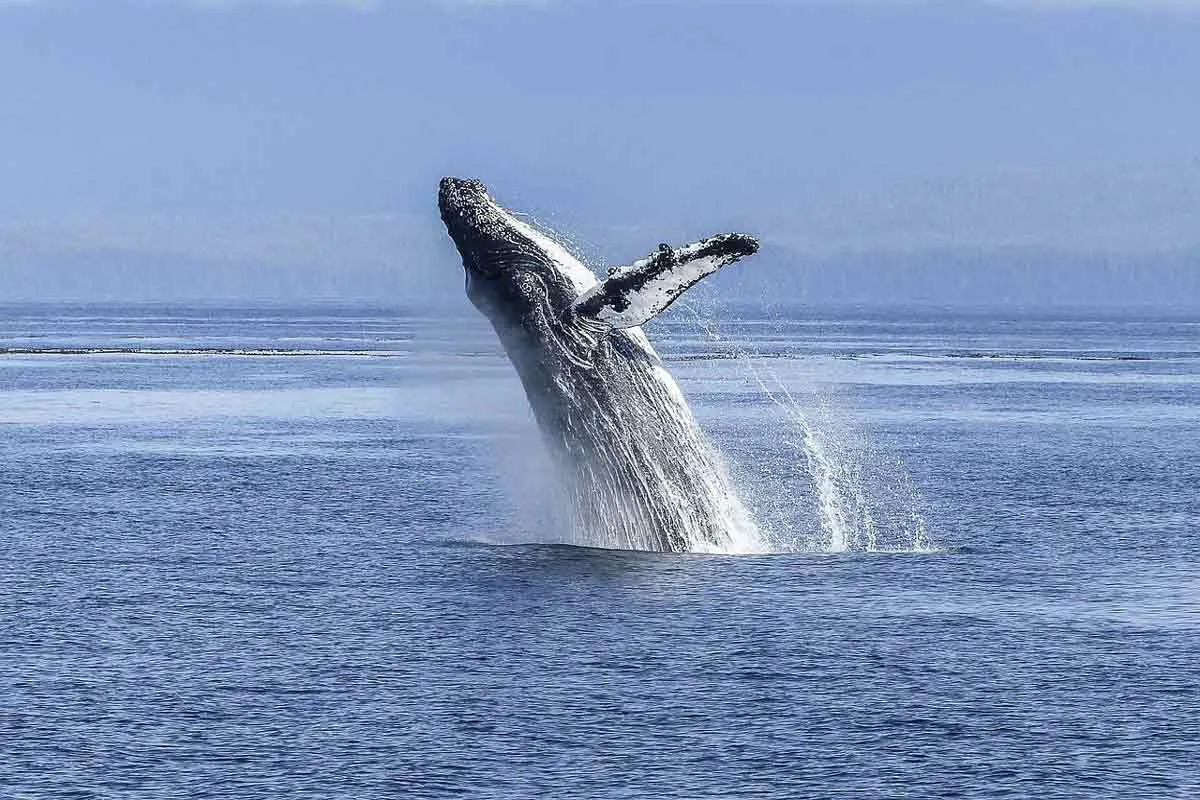 Humpback Whale