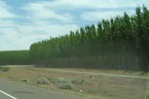 Hybrid Poplar Trees
