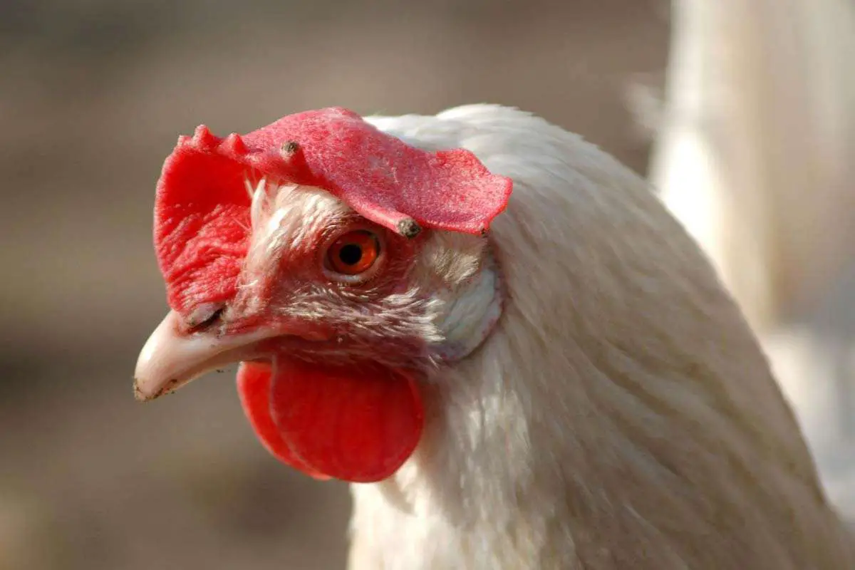 Leghorn Hen