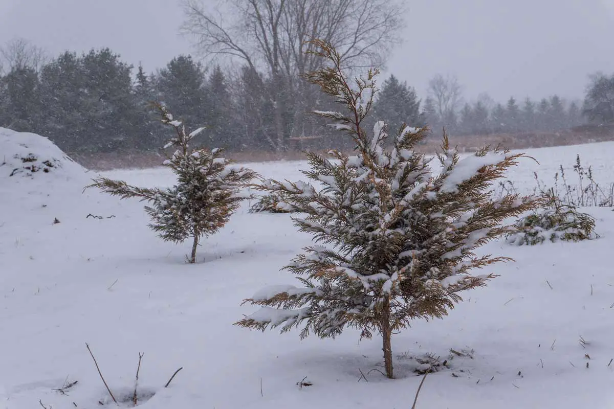 Leyland Cypress