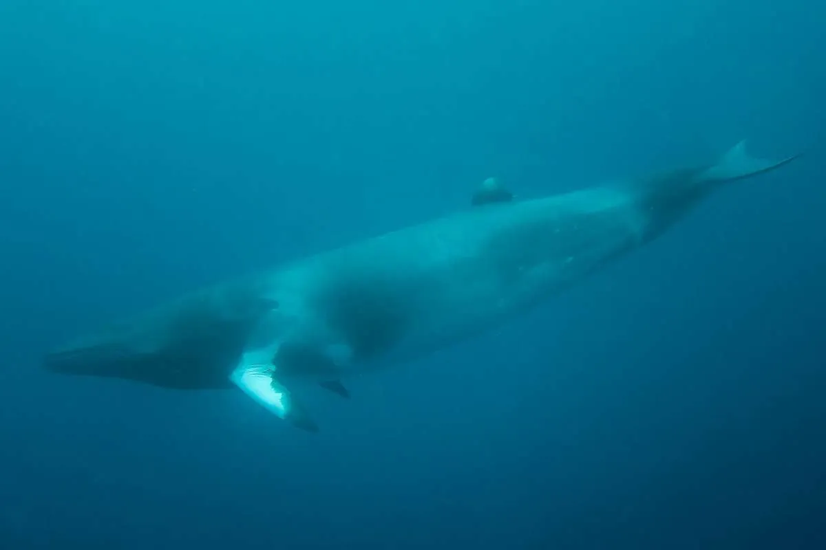 Dwarf Minke Whale