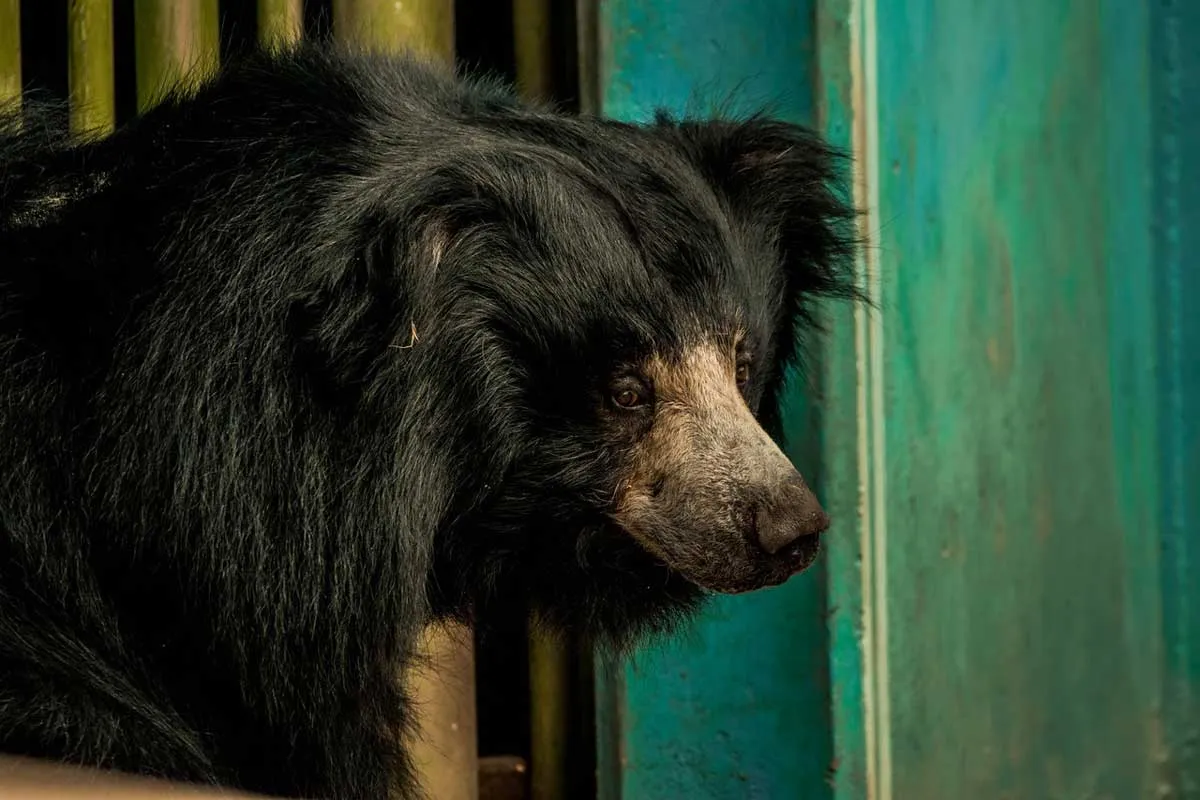 North American Black Bear