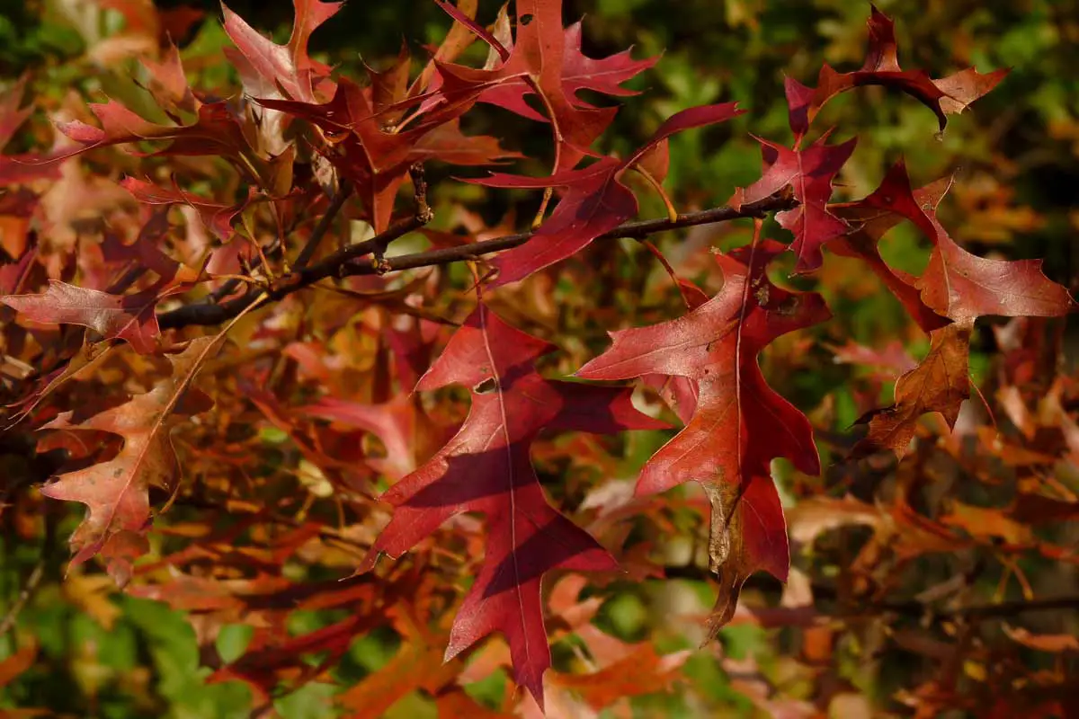 Pin Oak Tree