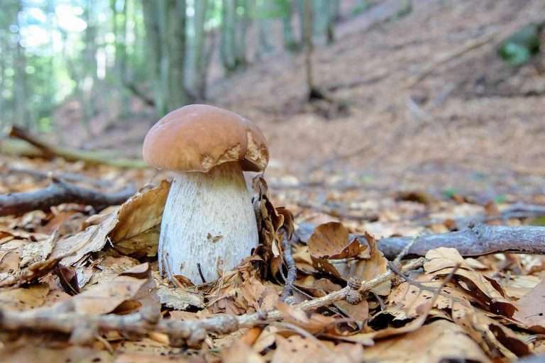 PorciniMushrooms Environment Buddy