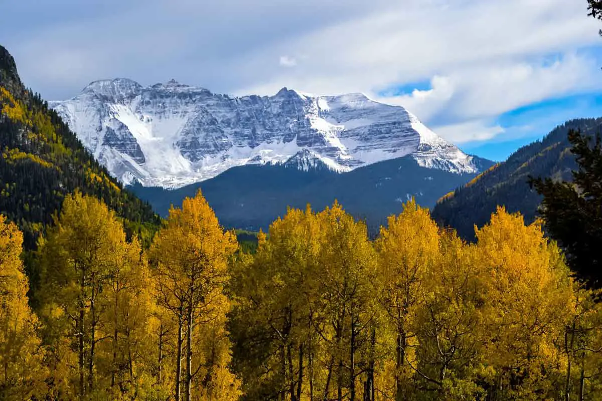 Quaking Aspen