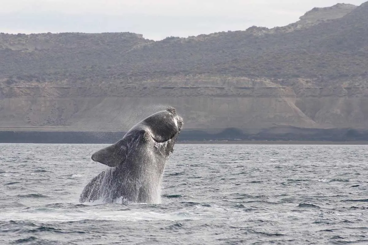 Right Whales