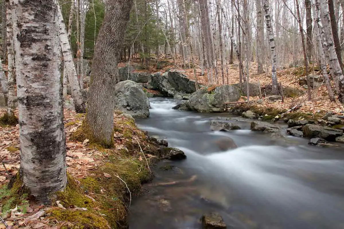 River Birch