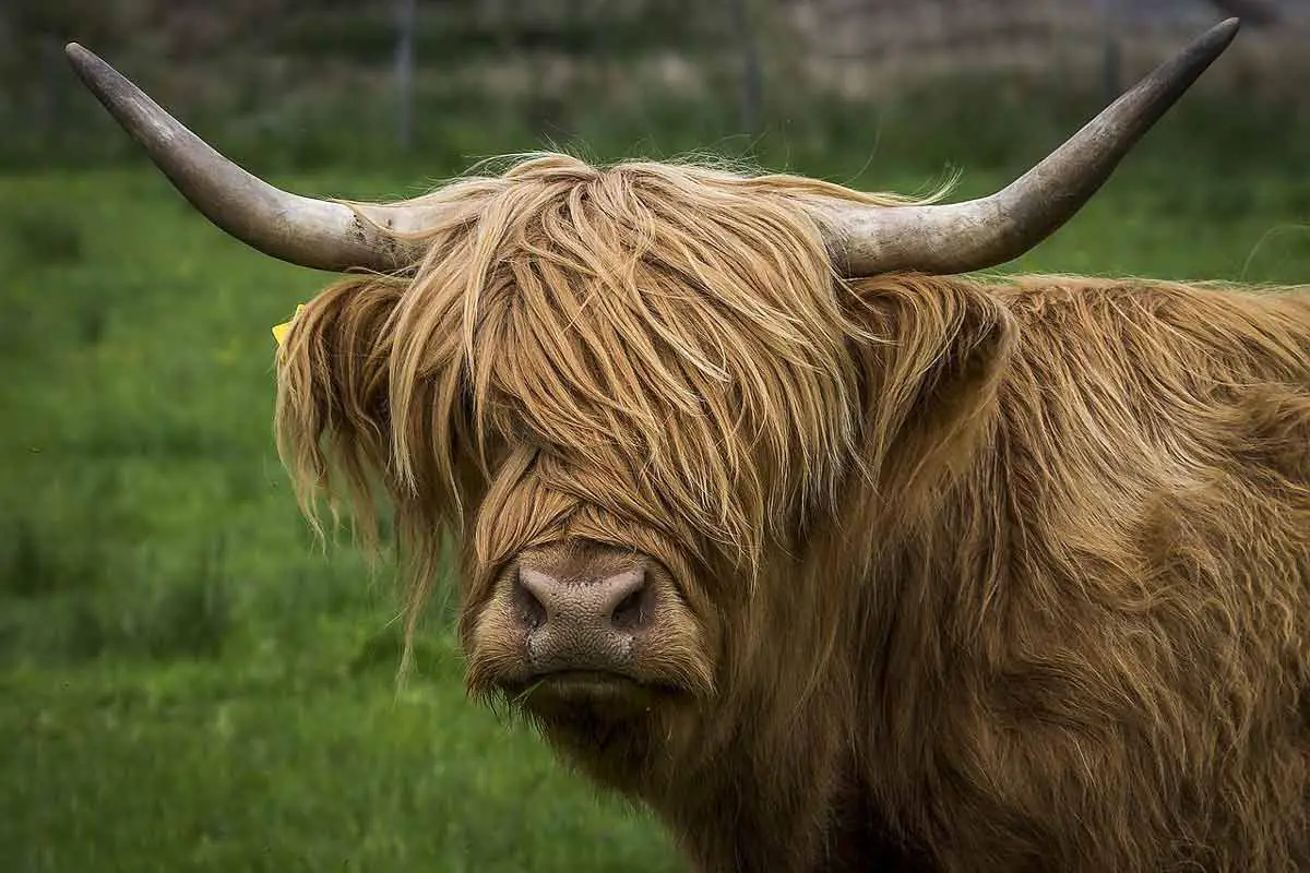 Scottish Highland