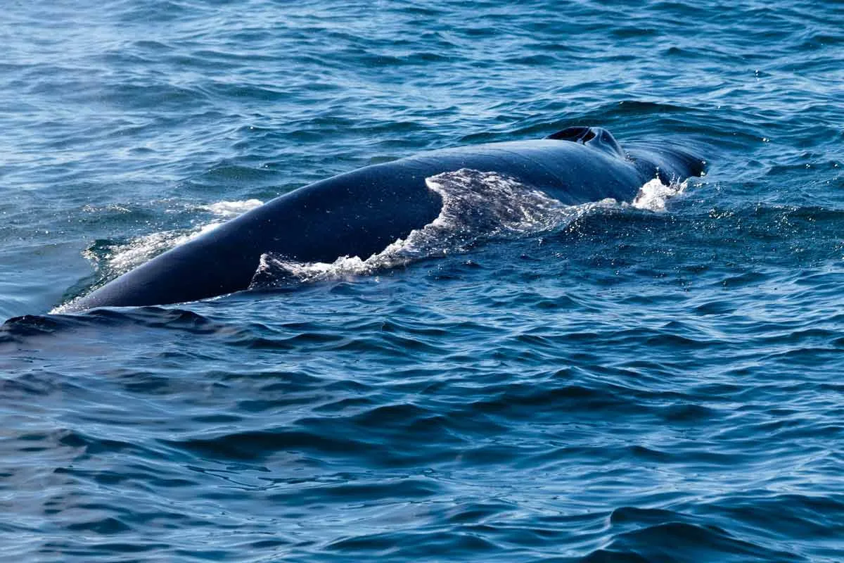 Sei Whale