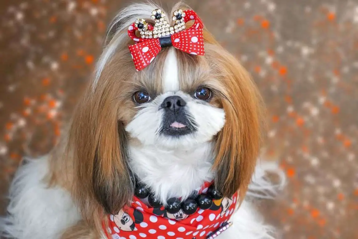 Shih Tzu Environment Buddy
