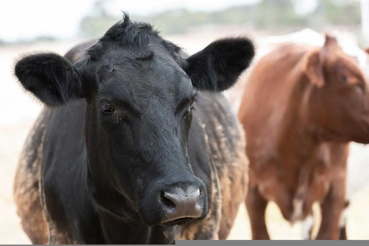 Shorthorn