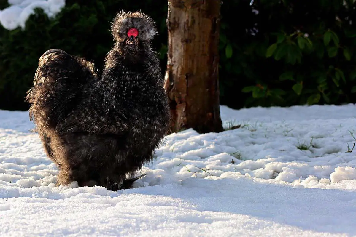 silkie chicken