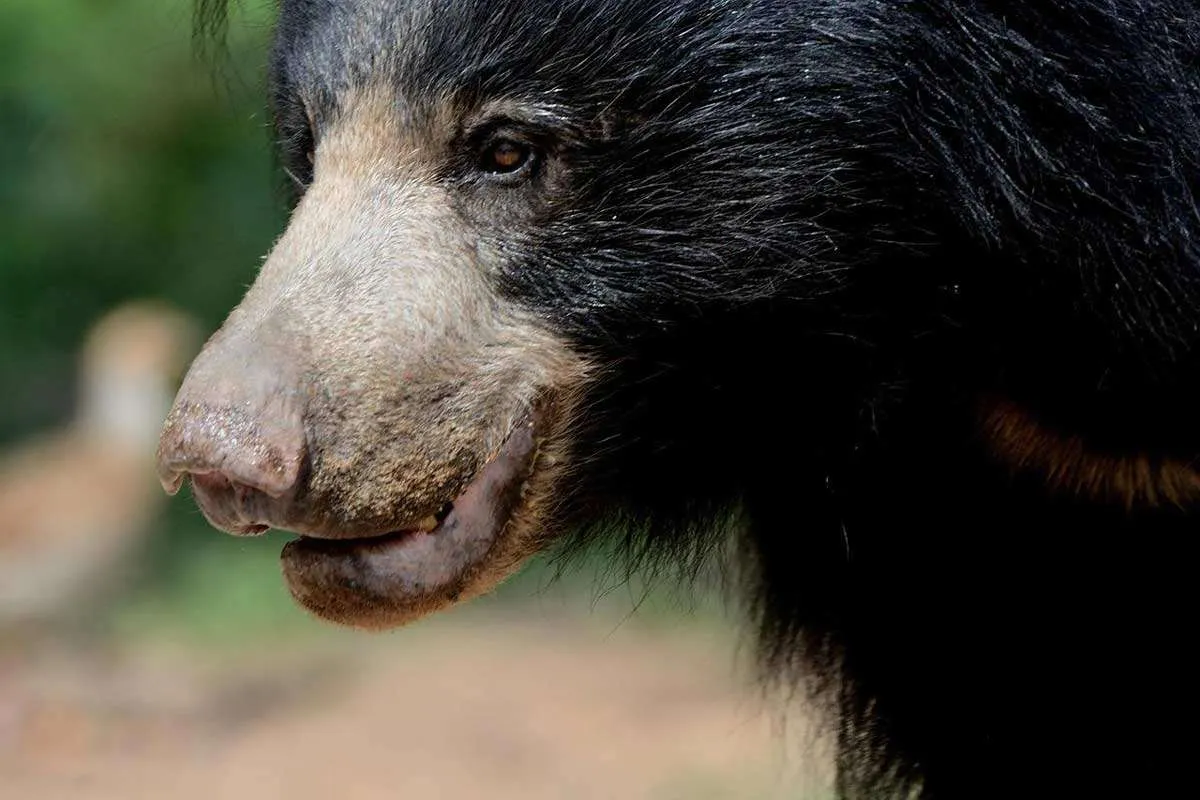 Sloth Bear