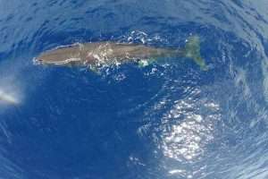 Sperm Whale