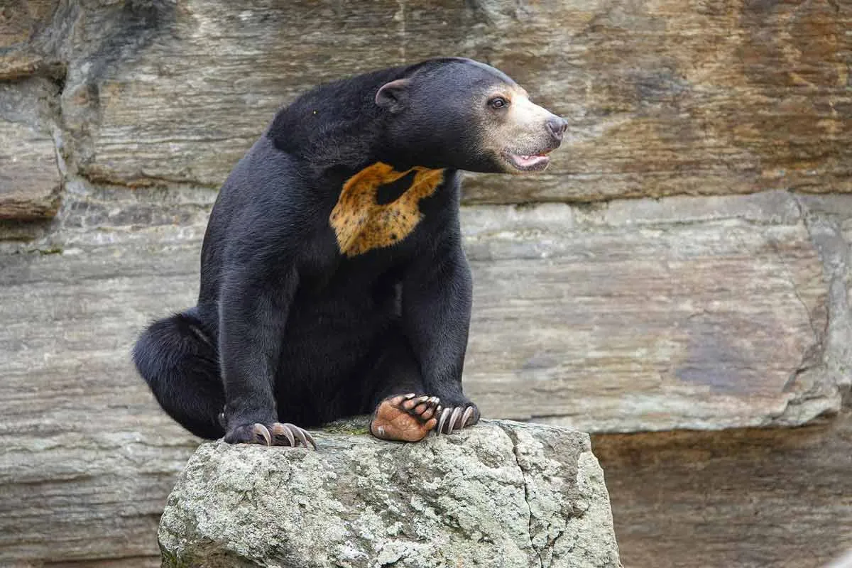 Sun Bear