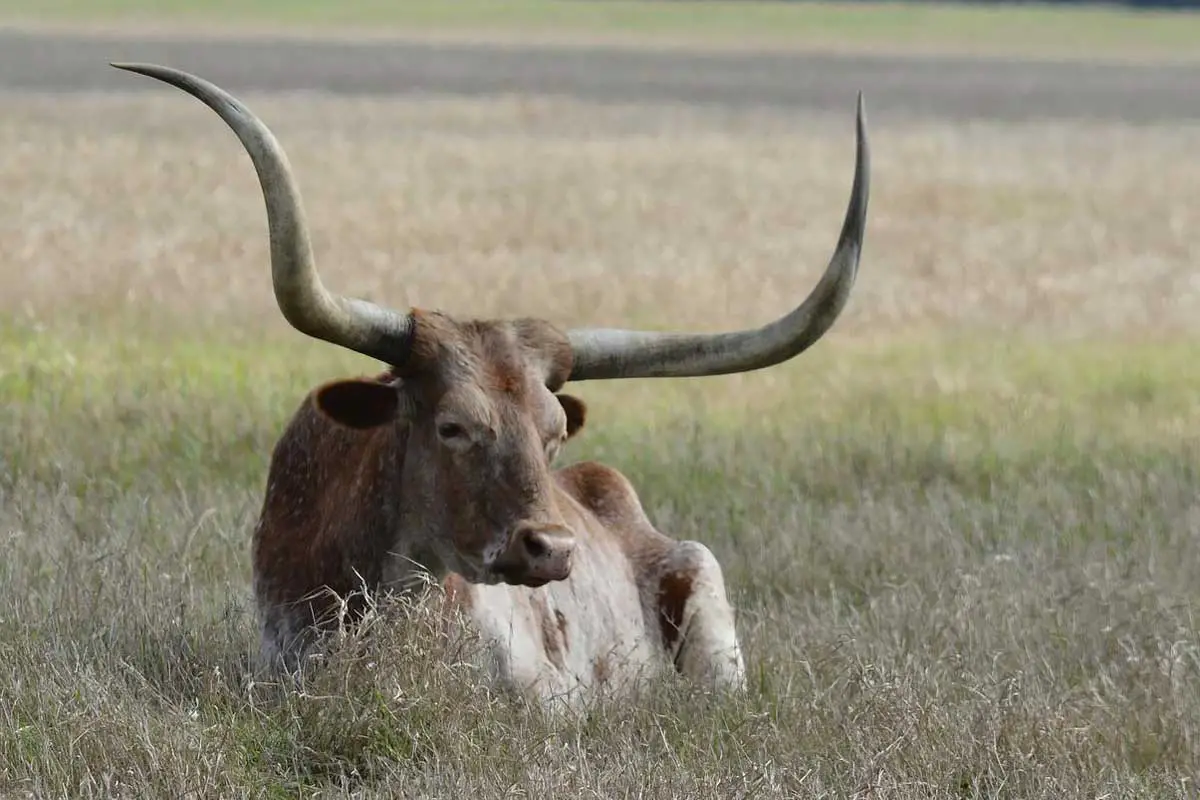 Texas Longhorn