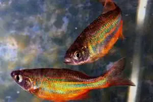 The Dazzling colors of a Rainbowfish