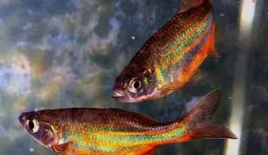 The Dazzling colors of a Rainbowfish