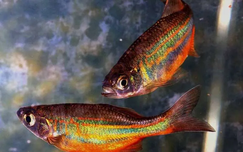 The Dazzling colors of a Rainbowfish