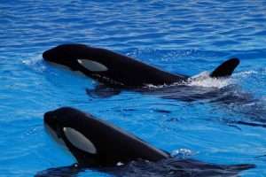 The Great Killer Whales