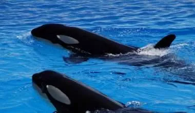 The Great Killer Whales