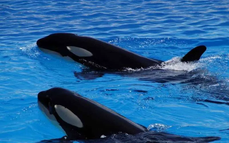 The Great Killer Whales