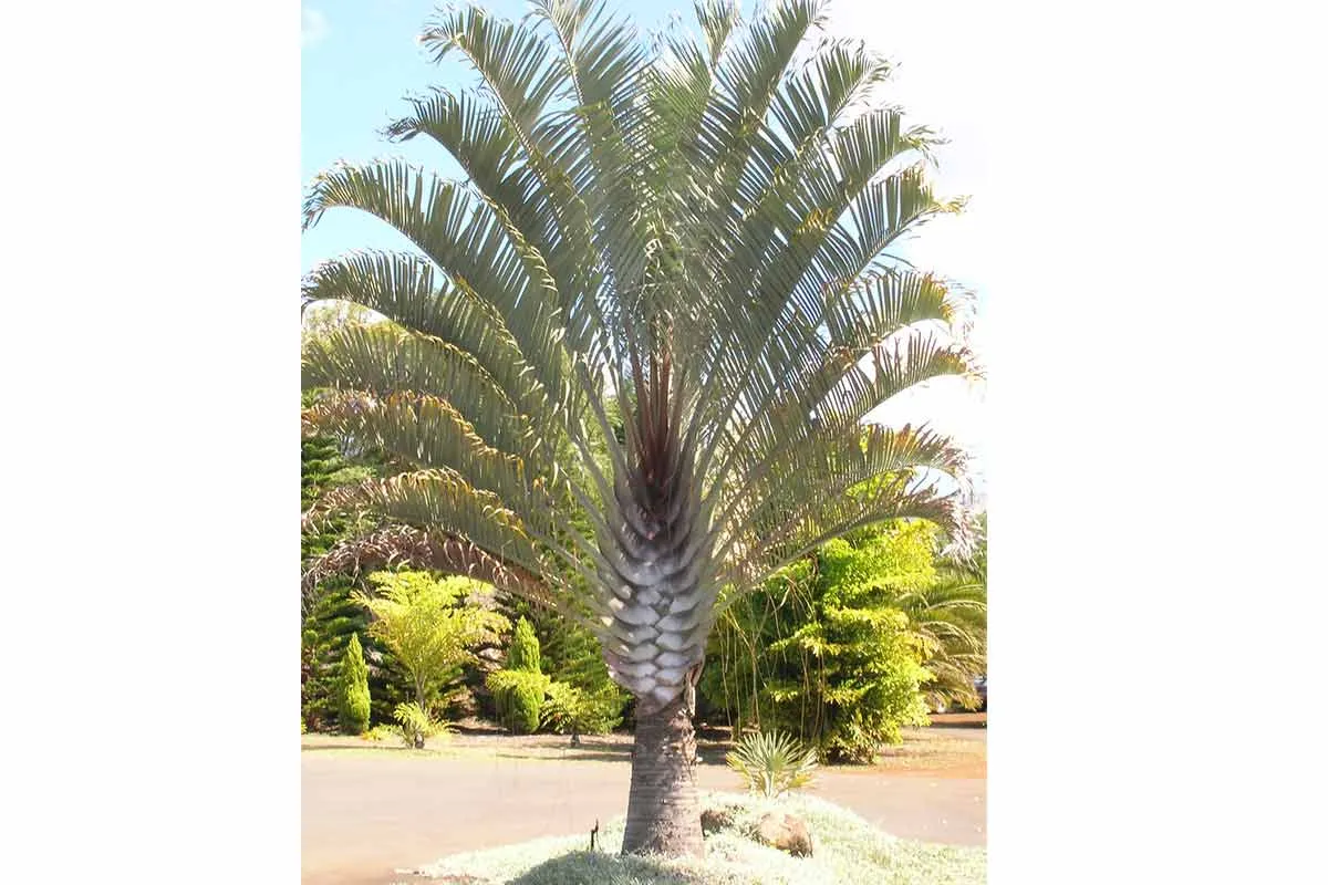 Triangle Palm tree