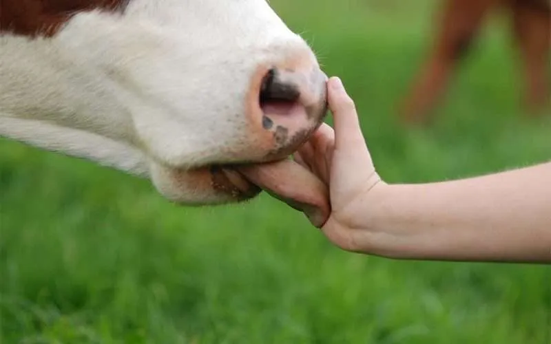 Popular Cattle breeds