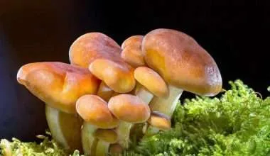 Types of Mushrooms