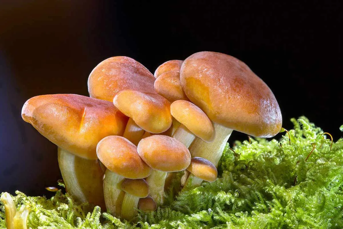 Types of Mushrooms