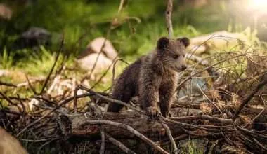 Types of Bears