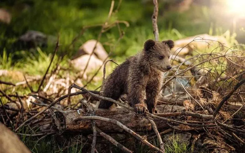 Types of Bears